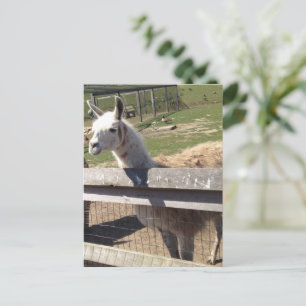 Aangepast afbeelding afbeelding lama ala alaca briefkaart