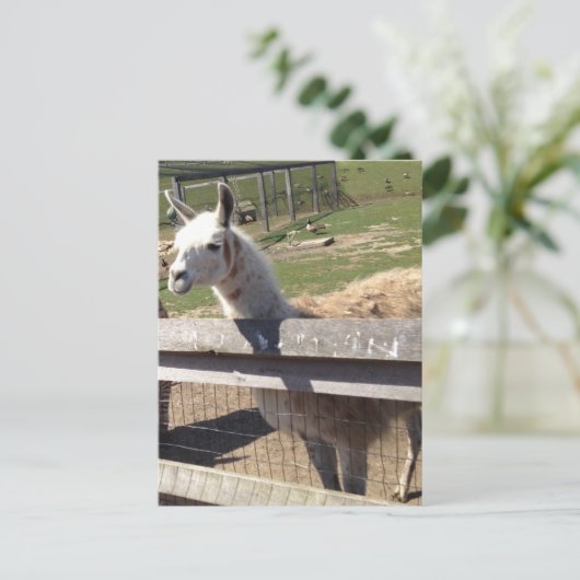 Aangepast afbeelding afbeelding lama ala alaca briefkaart (Staand voorkant)