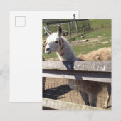 Aangepast afbeelding afbeelding lama ala alaca briefkaart (Voorkant / Achterkant)