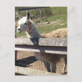 Aangepast afbeelding afbeelding lama ala alaca briefkaart (Voorkant)