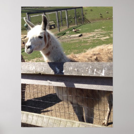 Aangepast afbeelding afbeelding lama ala alaca poster (Voorkant)