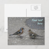 Aangepast Briefkaart voor chimponnevoer (Voorkant / Achterkant)