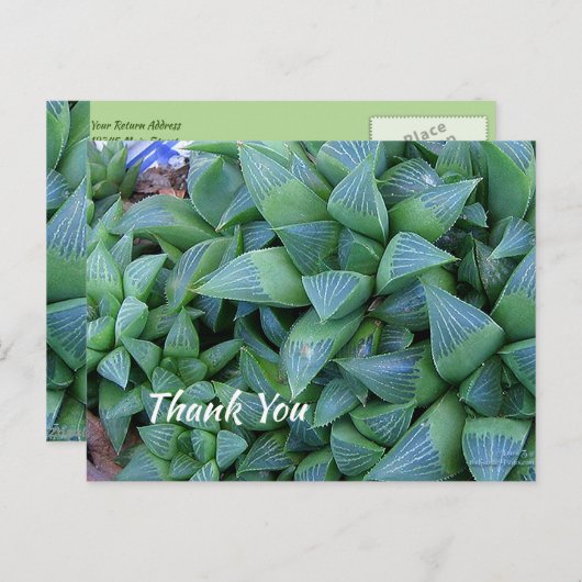 Aangepast dank u Groen Succulent Plant Briefkaart (Voorkant / Achterkant)