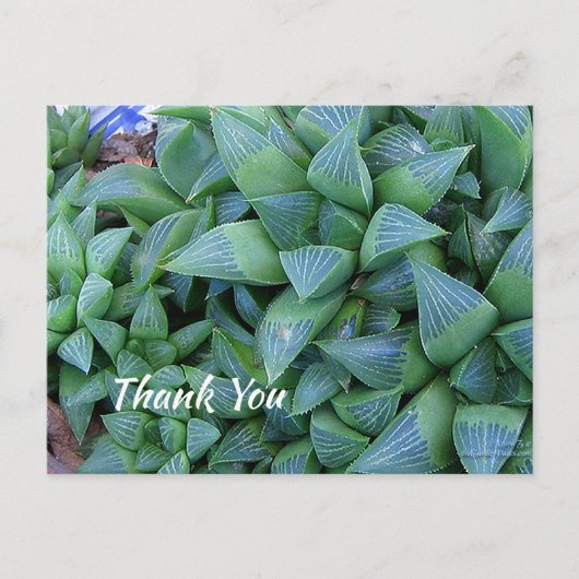 Aangepast dank u Groen Succulent Plant Briefkaart (Voorkant)
