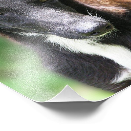 Aangepast formaat 8 x 10 foto afdrukken (Hoek)