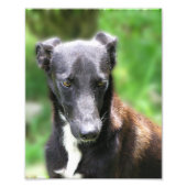 Aangepast formaat 8 x 10 foto afdrukken (Voorkant)