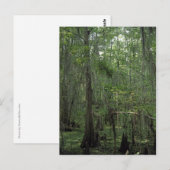 Aangepast Louisiana-fotoBriefkaart van de moerasse Briefkaart (Voorkant / Achterkant)