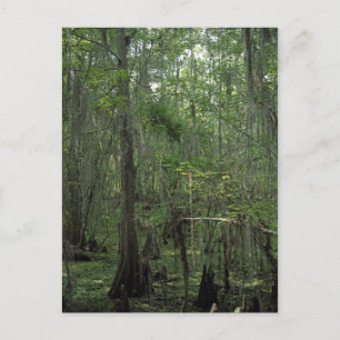 Aangepast Louisiana-fotoBriefkaart van de moerasse Briefkaart