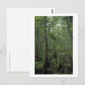 Aangepast Louisiana-fotoBriefkaart van de moerasse Briefkaart (Voorkant / Achterkant)