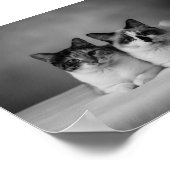 Aangepast zwart-wit huisdierportretposter op 4K –  Poster (Hoek)