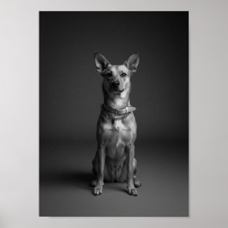 Aangepaste 4K zwart-wit huisdier portretposter Poster