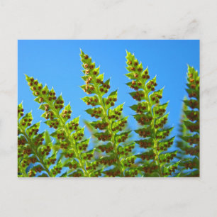 Aangepaste ansichtkaarten Blue Sky Green Forest Fe Briefkaart