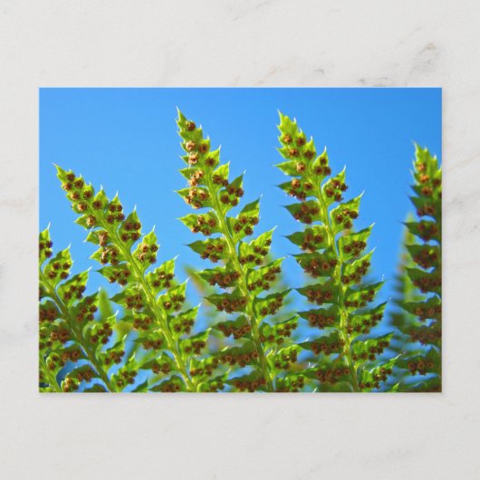 Aangepaste ansichtkaarten Blue Sky Green Forest Fe Briefkaart (Voorkant)
