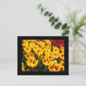 Aangepaste ansichtkaarten Gele Rode Tulpen Bloemen Briefkaart (Staand voorkant)