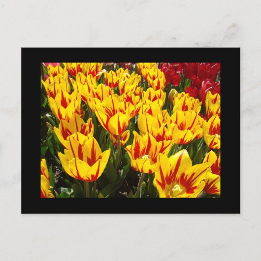 Aangepaste ansichtkaarten Gele Rode Tulpen Bloemen Briefkaart (Voorkant)