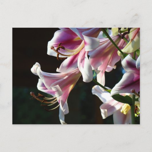 Aangepaste ansichtkaarten Roze Witte Lelie Bloemen Briefkaart (Voorkant)