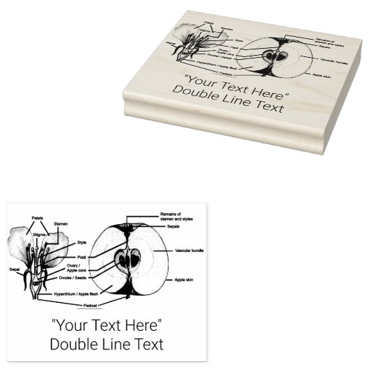 Aangepaste Apple Anatomy Rubber Stamp Rubberstempel (Gestempeld)