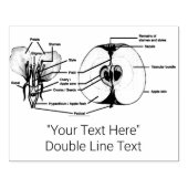 Aangepaste Apple Anatomy Rubber Stamp Rubberstempel (Afrduk)