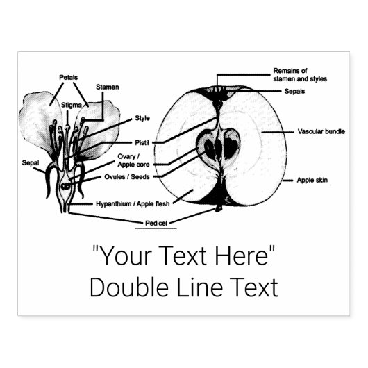 Aangepaste Apple Anatomy Rubber Stamp Rubberstempel (Afrduk)