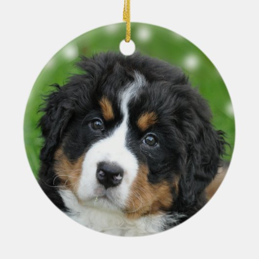 Aangepaste Berner Mountain Dog Foto Keramisch Ornament (Achterkant)