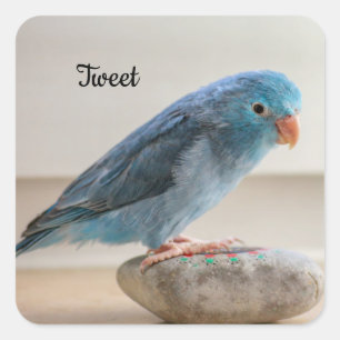 Aangepaste blauwe parrotlet Pet Bird Vierkante Sticker
