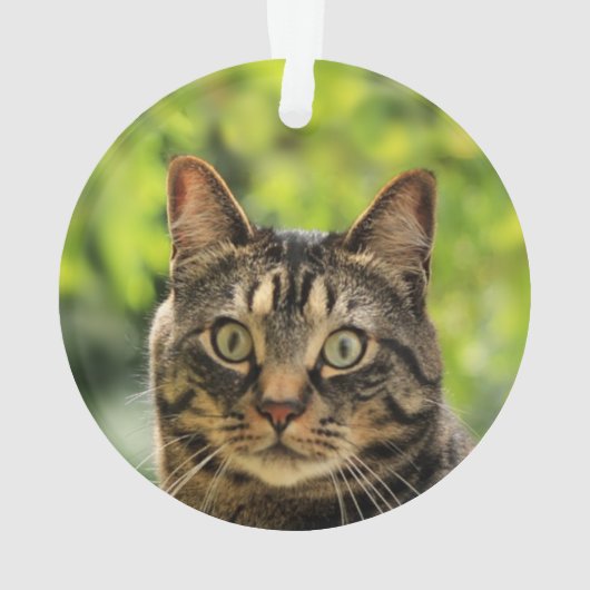 Aangepaste bruine Tabby Cat foto Ornament (achterkant)