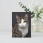 Aangepaste Bruine Tabby Kat Enkele Huisdier Foto Briefkaart (Staand voorkant)