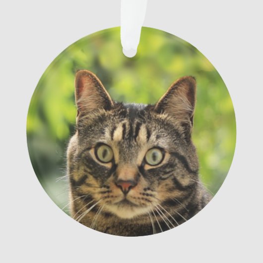 Aangepaste bruine tabby kat foto ornament (voorkant)