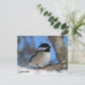 Aangepaste Canadese vogelkaart voor Chickadee Post Briefkaart (Staand voorkant)