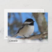 Aangepaste Canadese vogelkaart voor Chickadee Post Briefkaart (Voorkant / Achterkant)