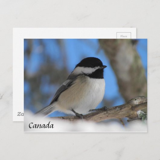 Aangepaste Canadese vogelkaart voor Chickadee Post Briefkaart (Voorkant / Achterkant)