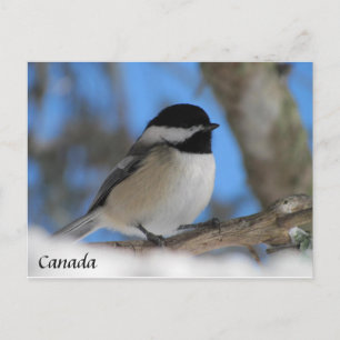 Aangepaste Canadese vogelkaart voor Chickadee Post Briefkaart