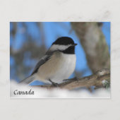 Aangepaste Canadese vogelkaart voor Chickadee Post Briefkaart (Voorkant)