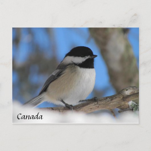 Aangepaste Canadese vogelkaart voor Chickadee Post Briefkaart (Voorkant)