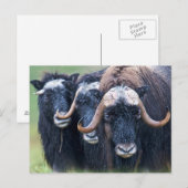 Aangepaste eigen foto en tekst briefkaart (Voorkant / Achterkant)