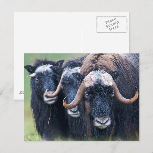 Aangepaste eigen foto en tekst briefkaart (Voorkant / Achterkant)