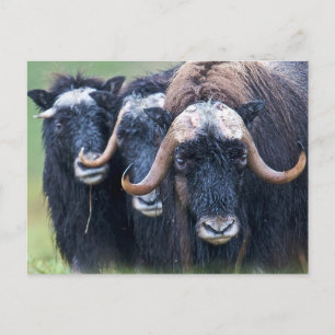 Aangepaste eigen foto en tekst briefkaart