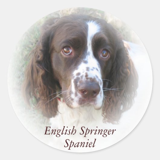 Aangepaste Engelse Springer Spaniel Dog Stickers (Voorkant)