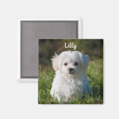 Aangepaste fluffy White Maltese puppy Dog Magneet (Voorkant / Achterkant)