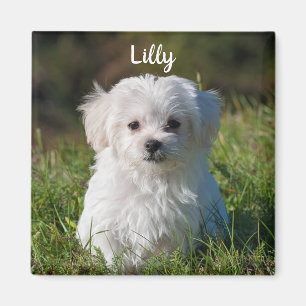 Aangepaste fluffy White Maltese puppy Dog Magneet