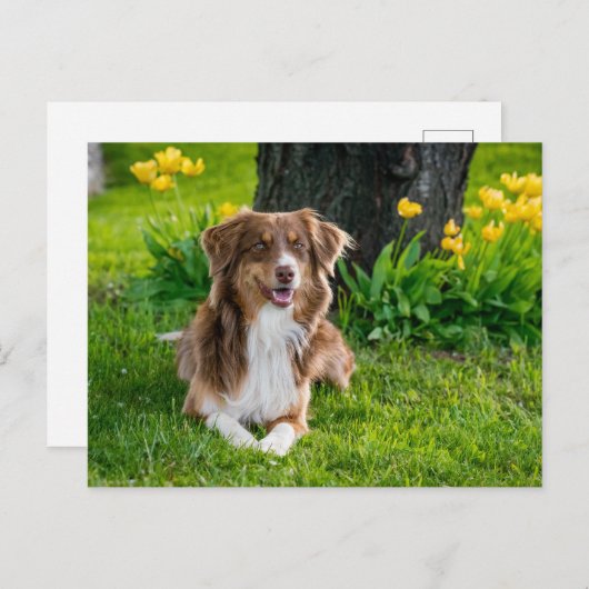 Aangepaste foto briefkaart (Voorkant / Achterkant)