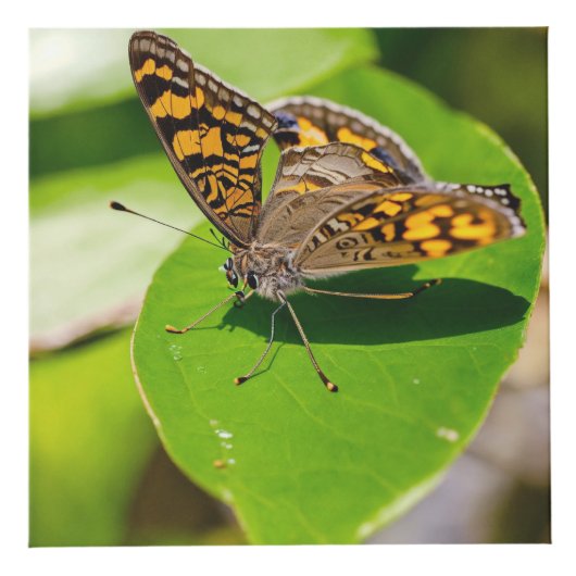 Aangepaste foto-kubbe van 4 inch kubus (Voorkant)