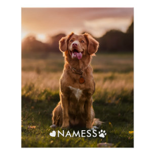 Aangepaste foto met de naam van uw huisdierhond op perfect poster