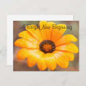 Aangepaste foto Oranje lente Flash Daisy Close-up  Briefkaart (Voorkant / Achterkant)
