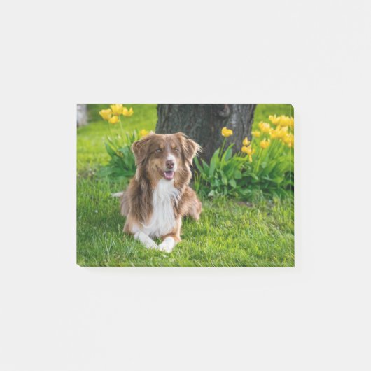 Aangepaste foto Pet Dog Aangepast Post-it® Notes (Voorkant)