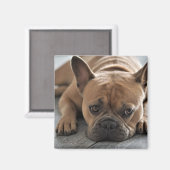 Aangepaste foto Pet Dog Magneet (Voorkant / Achterkant)