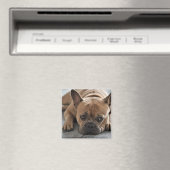Aangepaste foto Pet Dog Magneet (Insitu (Vaatwasser))