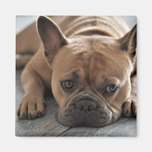 Aangepaste foto Pet Dog Magneet