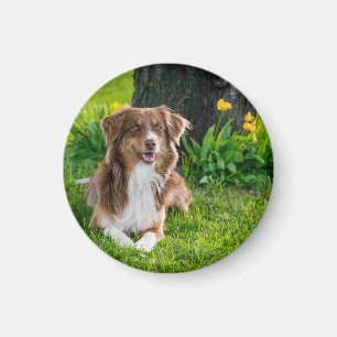 Aangepaste foto van Dog Pet Magneet