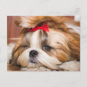 Aangepaste foto van je hond van een huisdier briefkaart